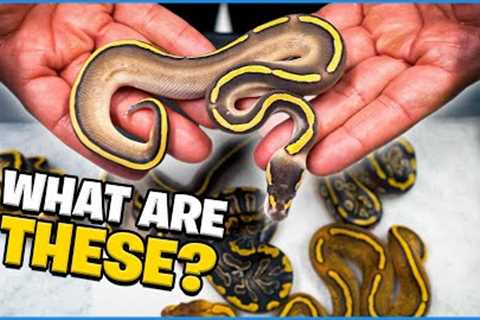 These Snakes Have Me Confused !!