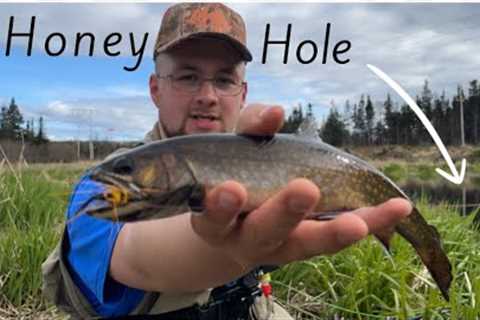 Fly Fishing a Honey Hole For Aggressive Brook Trout in Newfoundland !