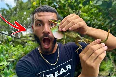 I Found 5 INVASIVE Reptiles On My Ranch!