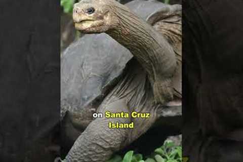 The Loneliest Animal In The World