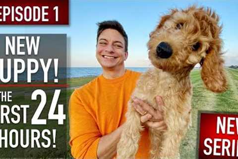 NEW PUPPY SURVIVAL GUIDE: The First 24 Hours! (NEW SERIES! EPISODE 1)