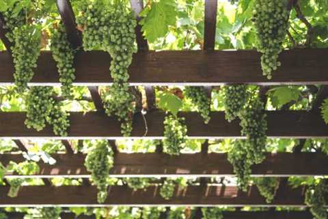 The Wine Lover’s Complete Guide to Exploring Iconic Italian Wine Regions