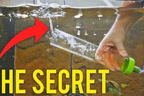 How to Properly Gravel Vacuum a Fish Tank (Detailed Version) #aquariumcoop