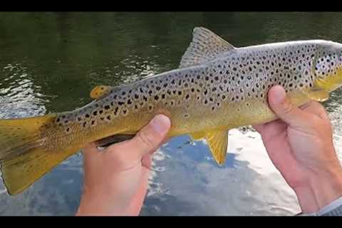 INCREDIBLE Dry Fly Fishing on Delaware's West Branch, BEING AT THE RIGHT PLACE AT THE RIGHT TIME!