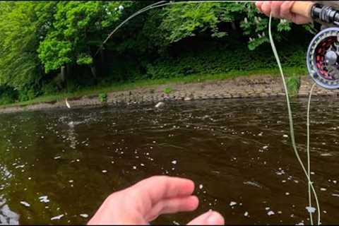 A Bit of Euro Nymphing and Dry Fly Fishing with Davie McPhail