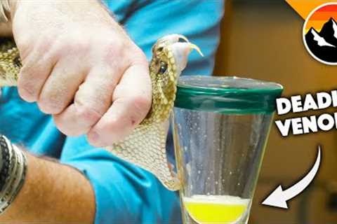Deadliest Job in America - Snake Milker!