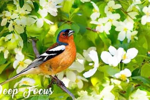 Deep Focus Music for Studying   Relaxing Music with Birds Singing   Reduce Stress Piano Music