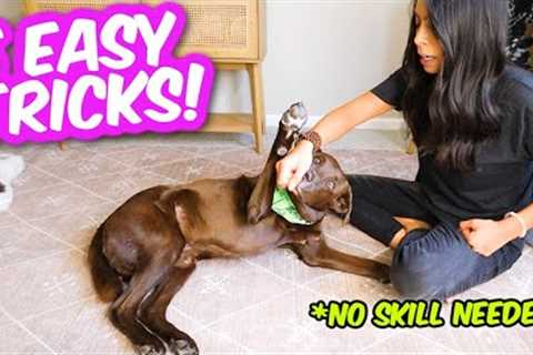 5 COOLEST DOG TRICKS IN 5 MINUTES 🐶 Easily impress your friends 😎