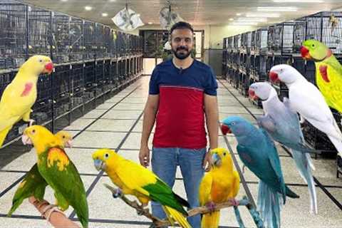 Exotic Birds Farm in Lahore | Lutino alexandrine Raw  Blue Raw | Macaw Breeding Farm | Golden Conure