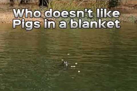 I noticed I was being followed on Eufaula Lake while fishing and this is what happened, #fishing