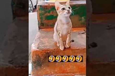 Billi Ko Frooti Chaiye 😂 | Funny Cat Video #shorts #funny #kids #trending