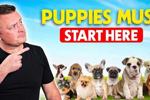 First 3 Things To Teach Your Puppy