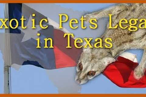 Exotic Pets Legal to Own in Texas