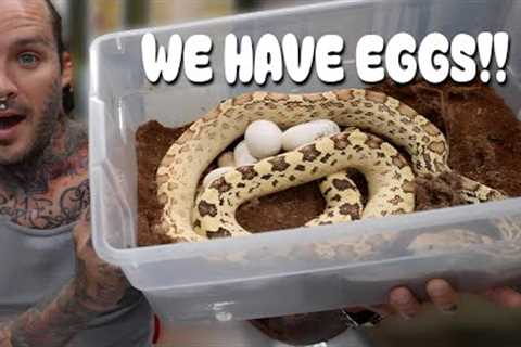 THE SNAKES ARE LAYING EGGS FINALLY!! 😱
