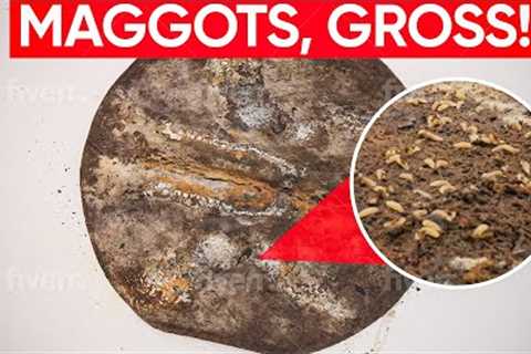 OH NO !!! Not Another MAGGOT INFESTED Rug !!!