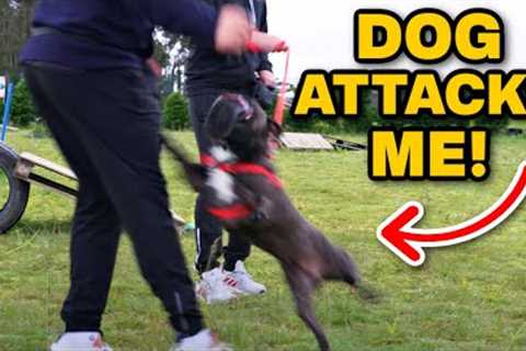 French Bulldog Attacks Dog Trainer-Is There Hope?