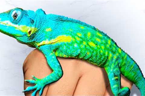 Rarest Lizard Collection Tour!