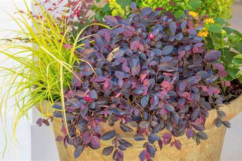 11 Plant Combination Ideas for Container Gardens
