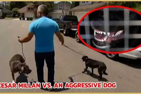 Aggressive or Insecure Dog? | Cesar 911