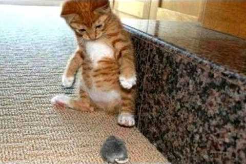 Startled Cats Compilation