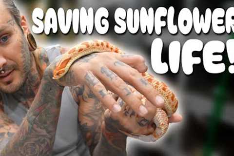 Saving my Snakes LIFE ! Egg-bound Hognose 😱