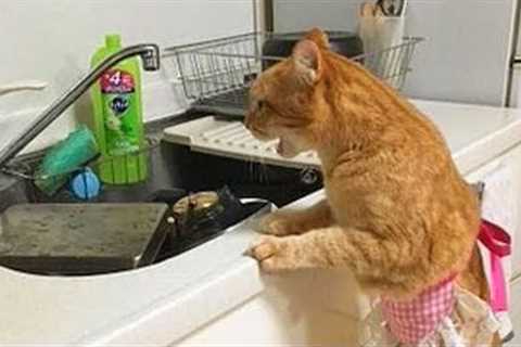When cats doing things better than you! Funny Cat Videos 2024