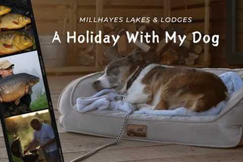** WHAT A SPECIAL LAKE ** Millhayes BIG CARP - A Fishing Holiday