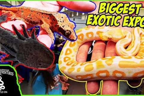 BIGGEST EXOTIC REPTILE EXPO IN WISCONSIN BY @SnakeDiscovery