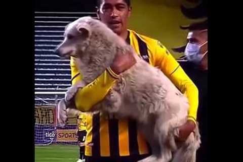 Rare Moments with Animals 🤯 #4