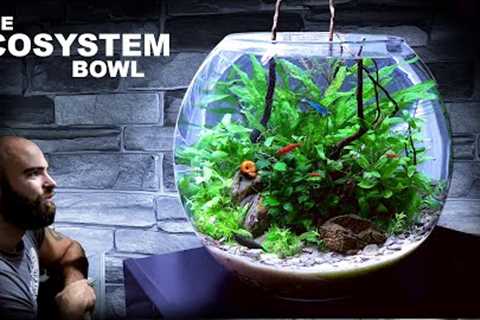 The Ecosystem Bowl: AMAZING NO WATER CHANGE &amp; No Filter Aquarium (Aquascape Tutorial)