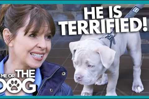 Bulldog Pup Scared To Step Out | It's Me or The Dog