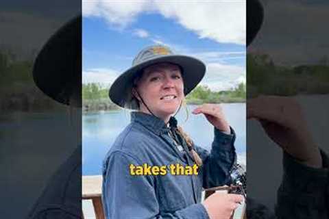 Fishing for beginners! The Drop Shot #MontanaFWP #FishMT #Montana #Fishing #Wildlife #fish