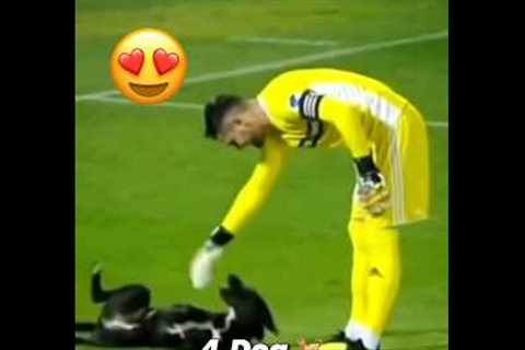 Rare Moments with Animals 🤯 #7