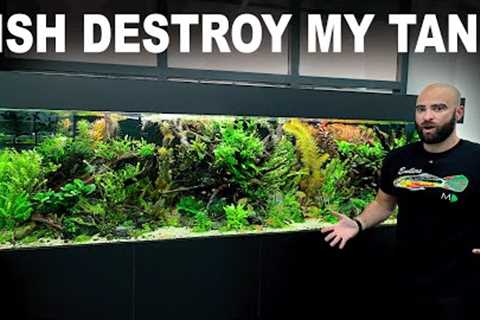 My Fish Destroyed My Tank!! (NEVER GIVE UP!!)