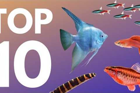 Top 10 Aquarium Fish for Beginners