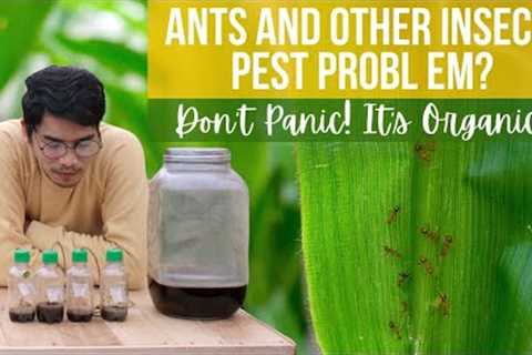DIY | How to Make a Natural Insect Attractant | Living with Plants