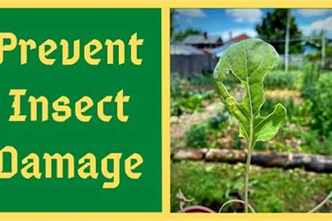 Prevent Pest Infestation With This Homemade Natural Pesticide - JADAM JNP