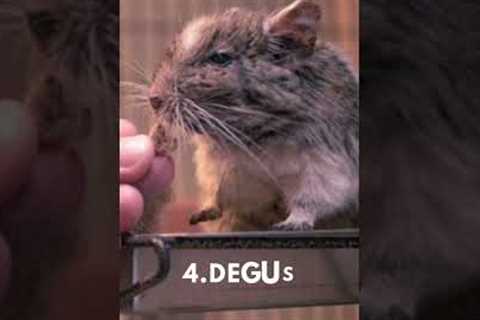 Top 10 Unusual Pets to Own