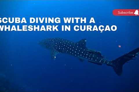 Scuba Diving with a Whaleshark in Curaçao | Dive Travel Curaçao