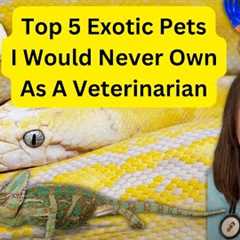 Top 5 Exotic Pets I Would NOT Get as an Exotic Animal Veterinarian