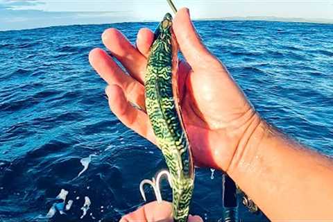 Fishing the GOD of all LIVE BAIT Fish - Catch And Cook