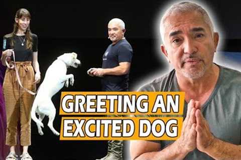 How To Calm An Excited Dog (First Meeting) - Live Dog Demo!