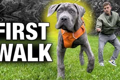 How to Stop Any Leash Problem with Any Dog on Day 1!