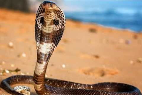 Top 5 Most Venomous Snakes In The World
