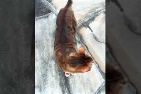 My cat comes outside to ask me to changer her litter. Day in the Life of a Patent Lawyer