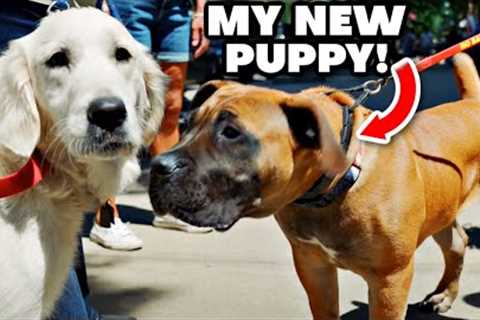 Socializing My Giant Puppy For The First Time...