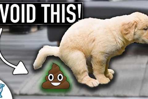 Puppy House Training Doesn't Need To Be Stressful