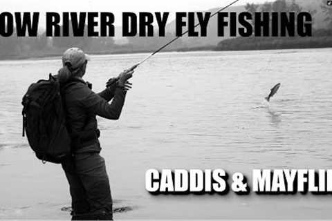 Dry Fly Fishing Alberta's Bow River - Caddis &amp; Mayflies