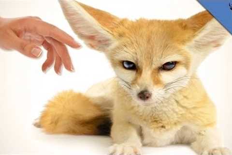Top 3 Exotic Animals You Can Own As Pets