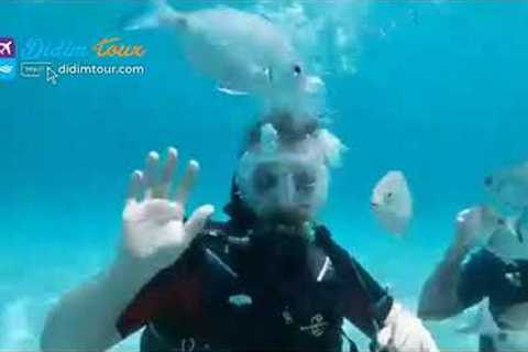 Didim Scuba Diving - Didim Daily Tours / Didimtour